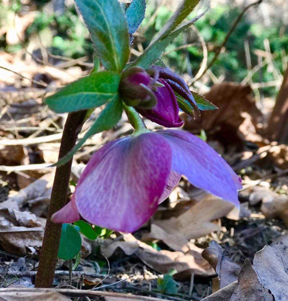 Frühling - 030