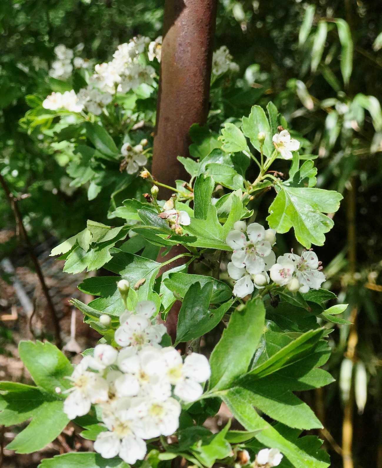 Frühling - 012